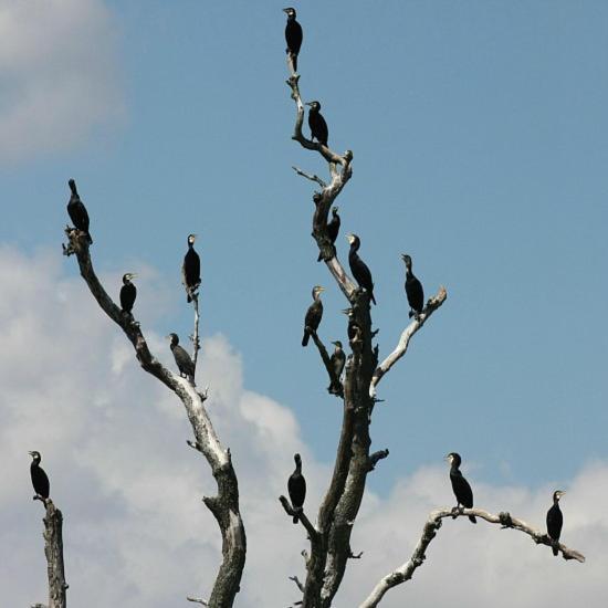 Milda Daire Juodkrantė Dış mekan fotoğraf